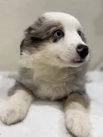 Zeus, a male Miniature Australian Shepherd and Toy Australian Shepherd for sale in Athens, TX – 2 of 10