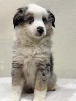 Zeus, a male Miniature Australian Shepherd and Toy Australian Shepherd for sale in Athens, TX – 1 of 10