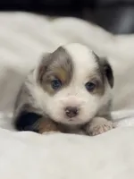 Chloe, a female Miniature Australian Shepherd and Toy Australian Shepherd for sale in Athens, TX – 2 of 6