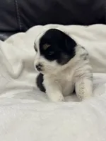 Mae, a female Miniature Australian Shepherd and Toy Australian Shepherd for sale in Athens, TX – 5 of 7
