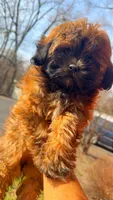 Milano, a female Shih Tzu and Poodle - Toy  for sale in Willowbrook, IL – Photo 3 of 4