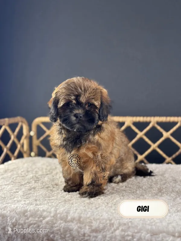 Milano – Shih Tzu, Poodle - Toy  puppy for sale in Willowbrook, IL