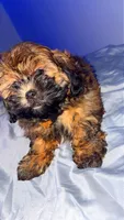 Milano, a female Shih Tzu and Poodle - Toy  for sale in Willowbrook, IL – Photo 4 of 4