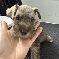 puppy7, a male Miniature Schnauzer for sale in Brooklyn, NY – Photo 7 of 8