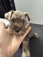 puppy7, a male Miniature Schnauzer for sale in Brooklyn, NY – Photo 3 of 4