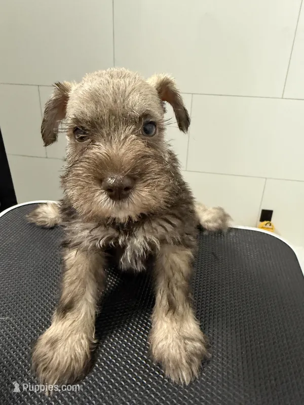 puppy7, a male Miniature Schnauzer for sale in Brooklyn, NY – Photo 1 of 4