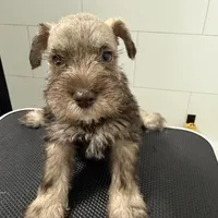 puppy7, a male Miniature Schnauzer for sale in Brooklyn, NY – Photo 5 of 8