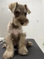 puppy7, a male Miniature Schnauzer for sale in Brooklyn, NY – Photo 2 of 8