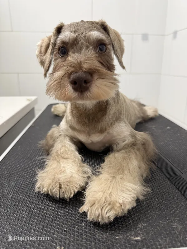 puppy7 – Miniature Schnauzer puppy for sale in Brooklyn, NY