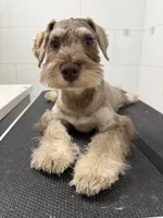 puppy7, a male Miniature Schnauzer for sale in Brooklyn, NY – 1 of 8