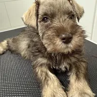 puppy7, a male Miniature Schnauzer for sale in Brooklyn, NY – Photo 8 of 8