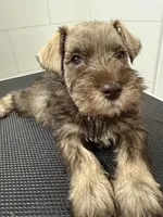 puppy7, a male Miniature Schnauzer for sale in Brooklyn, NY – Photo 4 of 4