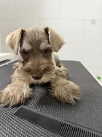 puppy7, a male Miniature Schnauzer for sale in Brooklyn, NY – Photo 3 of 8