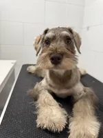 puppy7, a male Miniature Schnauzer for sale in Brooklyn, NY – 2 of 8