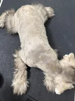 puppy7, a male Miniature Schnauzer for sale in Brooklyn, NY – Photo 4 of 8