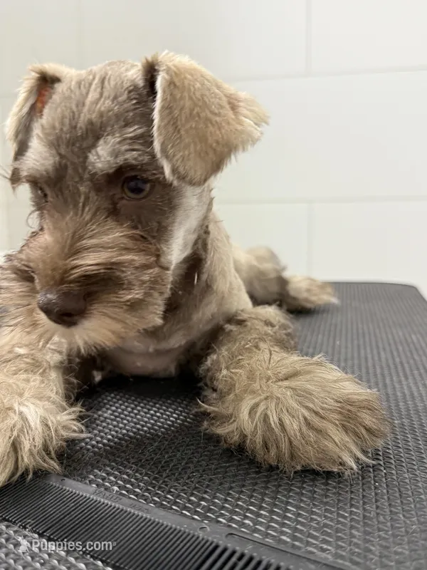 puppy7 – Miniature Schnauzer puppy for sale in Brooklyn, NY