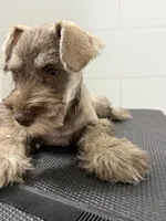 puppy7, a male Miniature Schnauzer for sale in Brooklyn, NY – Photo 1 of 8