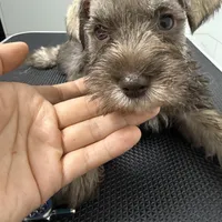 puppy7, a male Miniature Schnauzer for sale in Brooklyn, NY – Photo 6 of 8