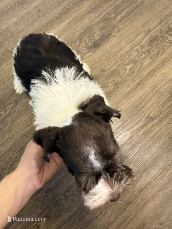 puppy 2 – Miniature Schnauzer puppy for sale in Brooklyn, NY