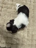 puppy 2, a female Miniature Schnauzer for sale in Brooklyn, NY – 4 of 7