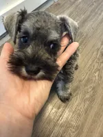 puppy 3, a female Miniature Schnauzer for sale in Brooklyn, NY – 2 of 8