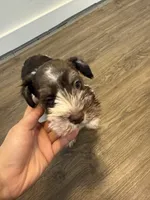 puppy 2, a female Miniature Schnauzer for sale in Brooklyn, NY – 3 of 7