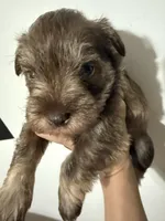 puppy 3, a male Miniature Schnauzer for sale in Brooklyn, NY – Photo 2 of 3
