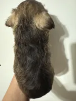 puppy 3, a male Miniature Schnauzer for sale in Brooklyn, NY – Photo 3 of 3