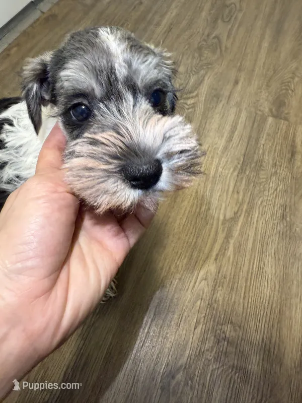 puppy 1  – Miniature Schnauzer puppy for sale in Brooklyn, NY