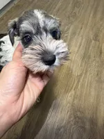 puppy 1 , a male Miniature Schnauzer for sale in Brooklyn, NY – 1 of 6