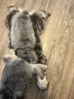 puppy 3, a female Miniature Schnauzer for sale in Brooklyn, NY – 3 of 8