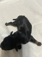 puppy 1, a female Miniature Schnauzer for sale in Brooklyn, NY – Photo 4 of 4