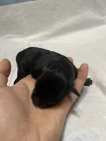 puppy 1, a female Miniature Schnauzer for sale in Brooklyn, NY – Photo 3 of 4