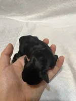 puppy 1, a female Miniature Schnauzer for sale in Brooklyn, NY – Photo 2 of 4