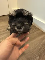 Puppy 3, a female Miniature Schnauzer for sale in Brooklyn, NY – Photo 1 of 9