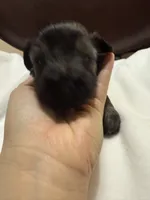 Puppy 3, a female Miniature Schnauzer for sale in Brooklyn, NY – Photo 5 of 9