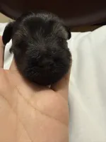 Puppy 3, a female Miniature Schnauzer for sale in Brooklyn, NY – Photo 6 of 9