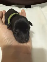 Puppy 3, a female Miniature Schnauzer for sale in Brooklyn, NY – Photo 7 of 9