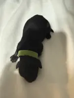 Puppy 3, a female Miniature Schnauzer for sale in Brooklyn, NY – Photo 8 of 9