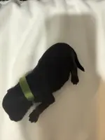 Puppy 3, a female Miniature Schnauzer for sale in Brooklyn, NY – Photo 9 of 9