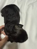 Puppy 3, a female Miniature Schnauzer for sale in Brooklyn, NY – Photo 4 of 9