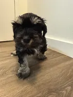 Puppy 3, a female Miniature Schnauzer for sale in Brooklyn, NY – Photo 2 of 9