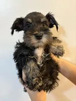 puppy 1, a male Miniature Schnauzer for sale in Brooklyn, NY – Photo 1 of 4