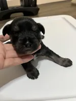 puppy 1, a male Miniature Schnauzer for sale in Brooklyn, NY – Photo 4 of 4