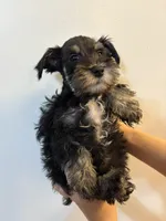 puppy 1, a male Miniature Schnauzer for sale in Brooklyn, NY – Photo 2 of 4