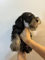 puppy 1, a male Miniature Schnauzer for sale in Brooklyn, NY – Photo 3 of 4