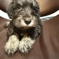 puppy 2, a male Miniature Schnauzer for sale in Brooklyn, NY – Photo 6 of 8