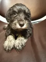 puppy 2, a male Miniature Schnauzer for sale in Brooklyn, NY – Photo 1 of 3