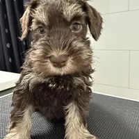 puppy 2, a male Miniature Schnauzer for sale in Brooklyn, NY – Photo 4 of 8