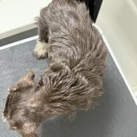 puppy 2, a male Miniature Schnauzer for sale in Brooklyn, NY – Photo 5 of 8